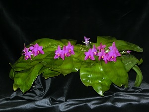 Phalaenopsis violacea Logan CCM/AOS 88 pts.